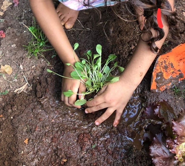 plantando waldorf